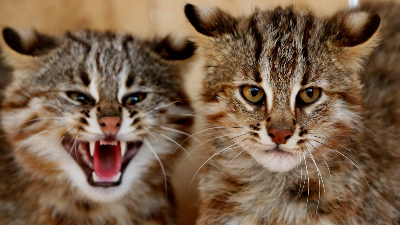 Московский зоопарк показал, как лесной кот исследует загадочный объект