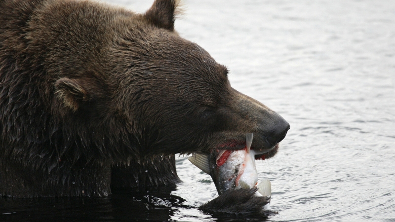 На Камчатке сняли на видео медведя, предпочитающего зимнему сну рыбалку