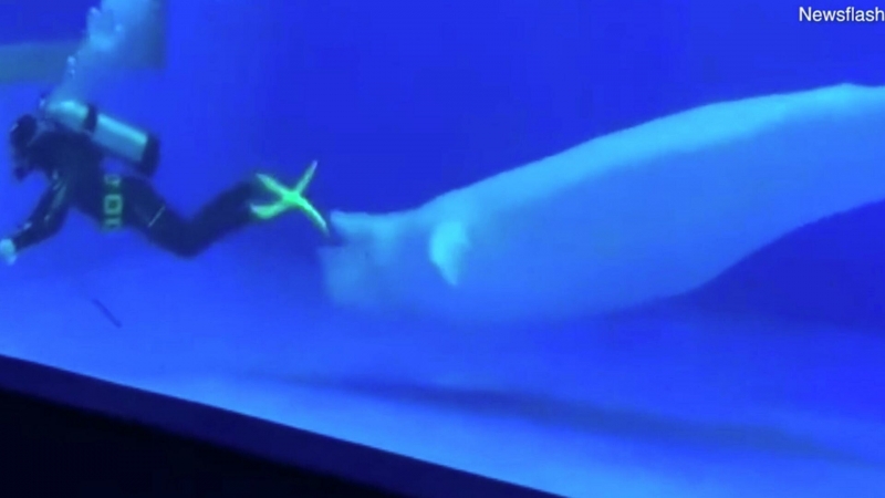 В Китае в океанариуме две белухи отняли ласты у чистильщика бассейна