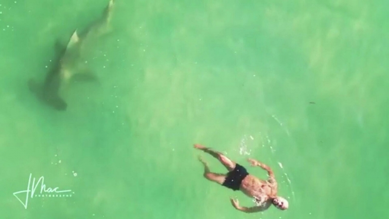 В США с дрона сняли на видео большую акулу, кружащую возле пловца