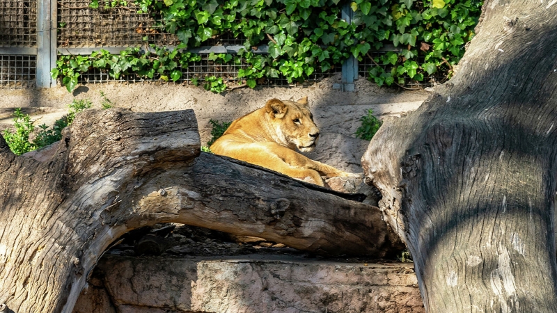 Львы в зоопарке Барселоны переболели COVID-19