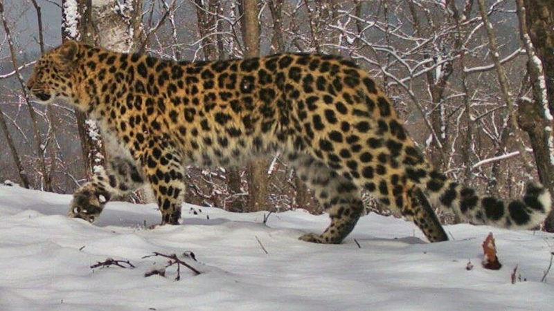 В Приморье туристам станет легче увидеть леопардов