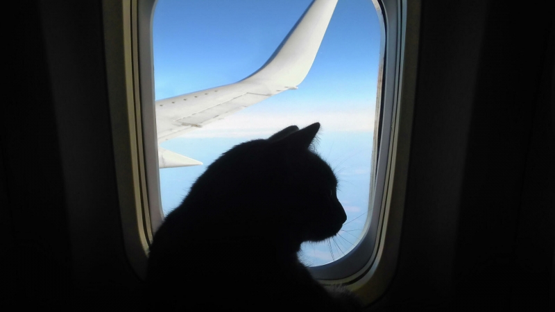 В США запретят брать животных для моральной поддержки в салон самолета