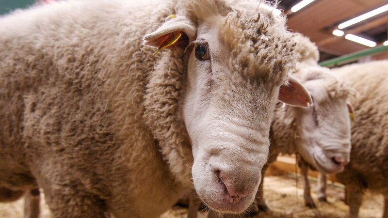 В Великобритании сняли на видео приключения овцы в отеле