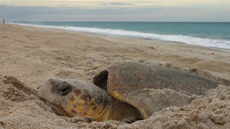 Жителю Пхукета удалось увидеть, как черепаха откладывает яйца на пляже
