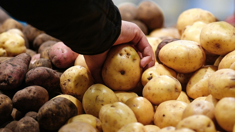 Минсельхоз попросил поддержать идею продажи мелкого картофеля в магазинах