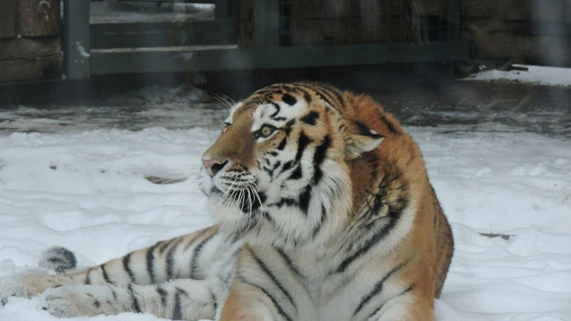 На видео в Приморье попали неуклюжий тигр и ловкий леопард