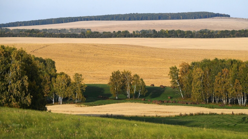Россия по итогам 2020 года может поставить новый рекорд по сбору пшеницы