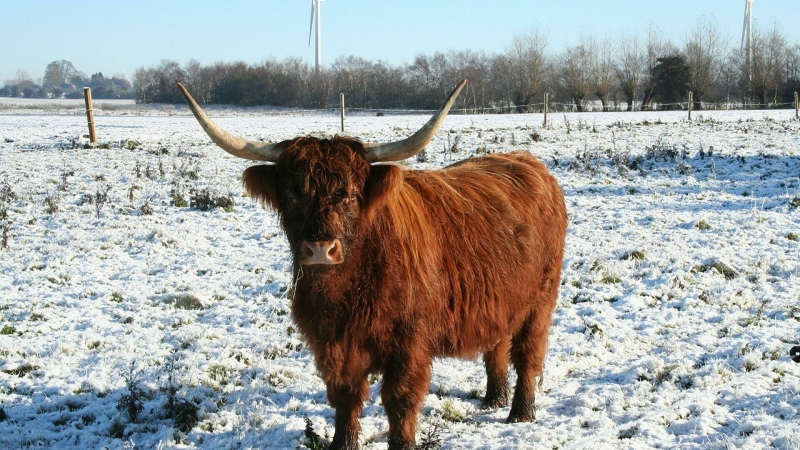Шотландия будет привлекать туристов шоу пушистых высокогорных коров