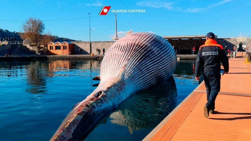 У берегов Италии нашли тушу огромного кита