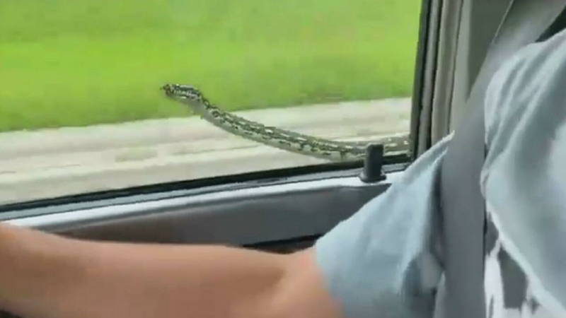 В Австралии сняли на видео змею, бьющуюся в окно автомобиля