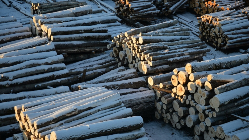 Мишустин утвердил стратегию развития лесного комплекса до 2030 года