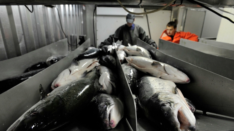 Поморье может стать одним из лидеров развития товарного рыбоводства
