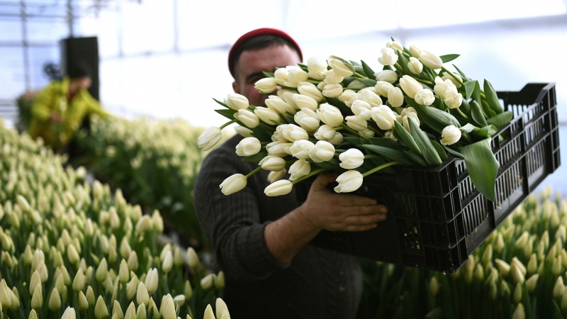 Продавцы предупредили о рекордном подорожании цветов