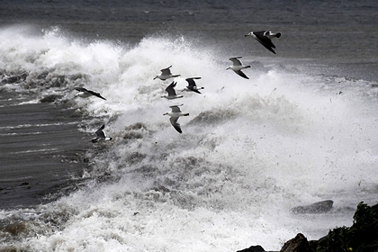 Россиян предупредили о девятиметровых волнах в Тихом океане