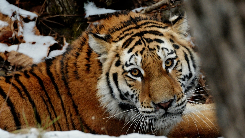 В Приморье сняли на видео, как тигры играют, а в Барнауле – как поют