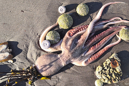В РАН отвергли версию гибели морских животных на Камчатке из-за утечки химикатов