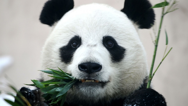 Пришел, увидел, оторвал: в зоопарке Москвы показали правила жизни панд