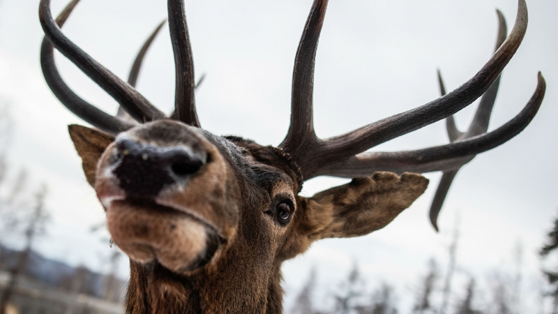 В США сняли на видео, как олени перепрыгивают через полицейскую машину