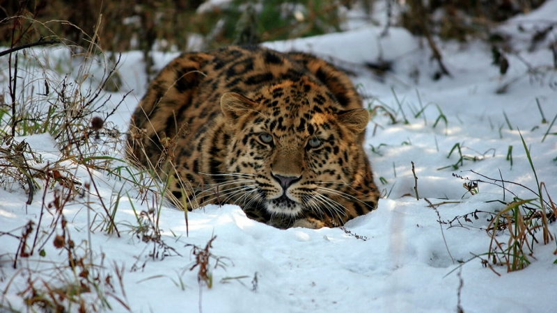 В заповеднике в Приморье показали самую занятую самку леопарда