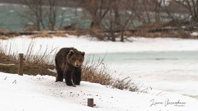 Медведей на Камчатке разбудил циклом с дождем и сильным ветром