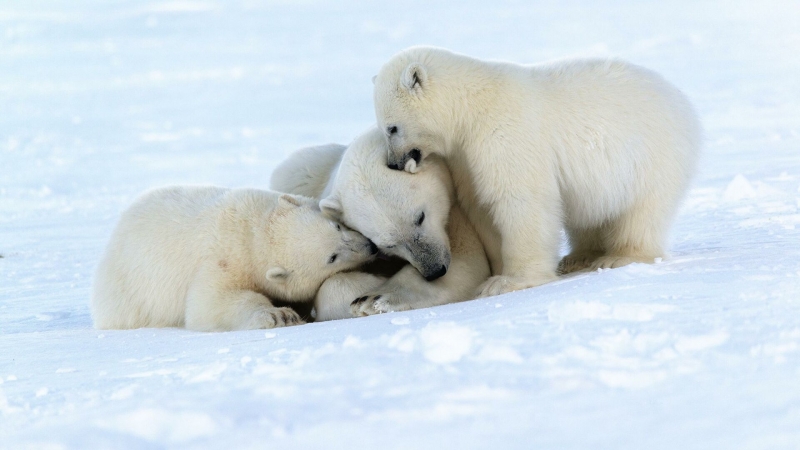 В Арктике начался сезон белых медведей