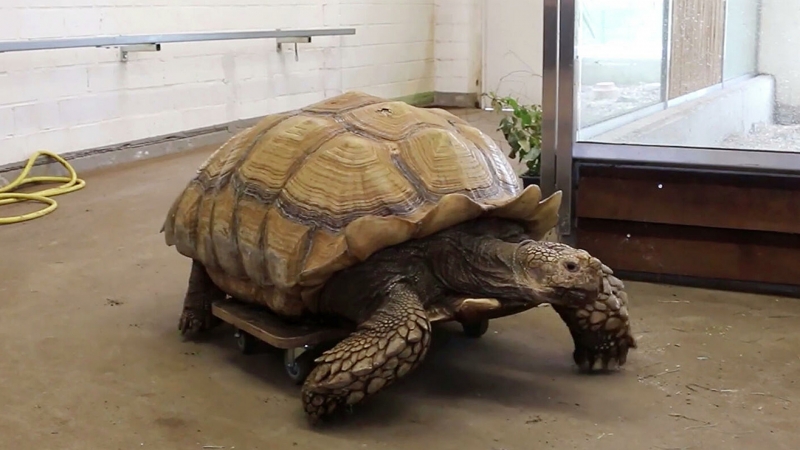 В Германии в зоопарке пожилая черепаха катается на скейте