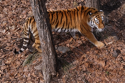 В российском регионе начались поиски убивающего собак тигра