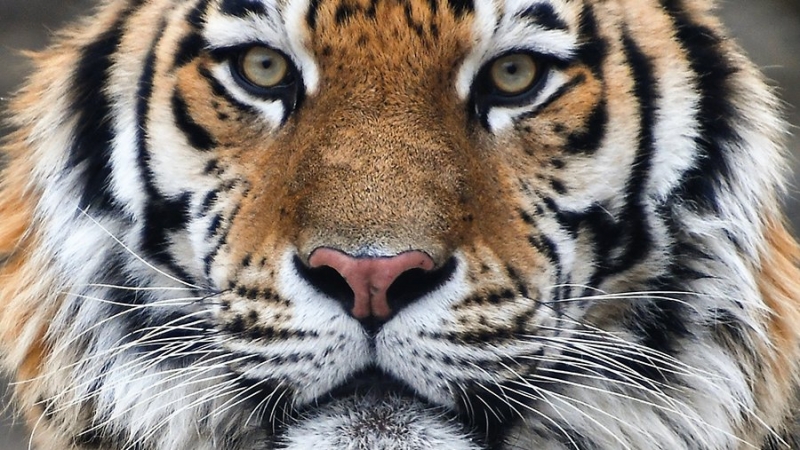 Выходившего к людям тигра отловили в Хабаровском крае