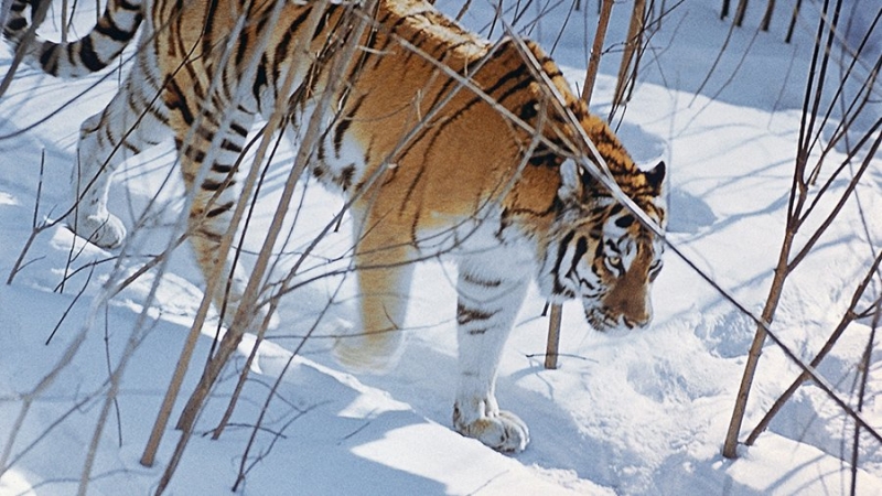 Останки убитого тигром охотника нашли в тайге Хабаровского края
