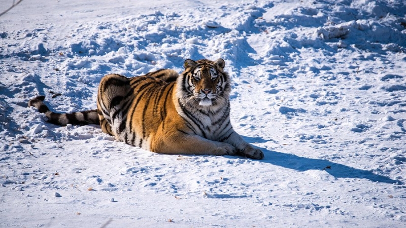Подсчет амурских тигров стартовал в Приморье
