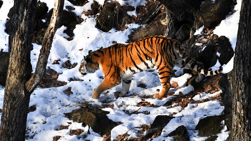 Раненному тигром хабаровскому охотнику ампутируют руку