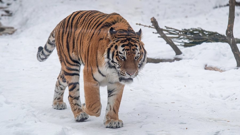 Тигра выпустят в природу из реабилитационного центра в Приморье