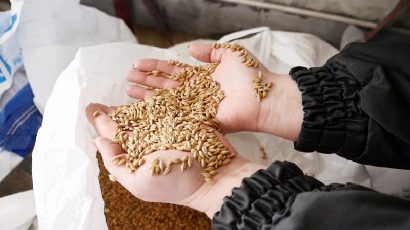Экспорт зерна из Орловской и Курской областей вырос в два раза