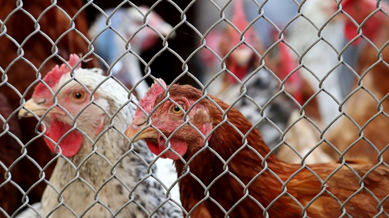 Около 26 тыс. голов птицы уничтожили в Удмуртии из-за гриппа