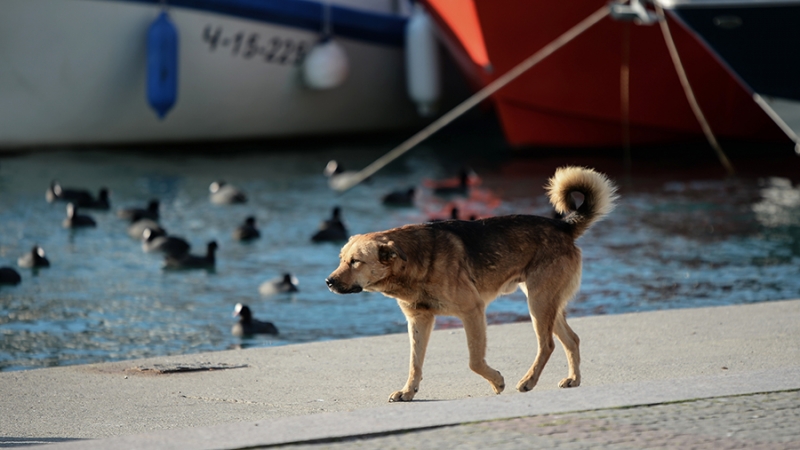 Семь регионов РФ поддержали законопроект по усыплению бездомных собак