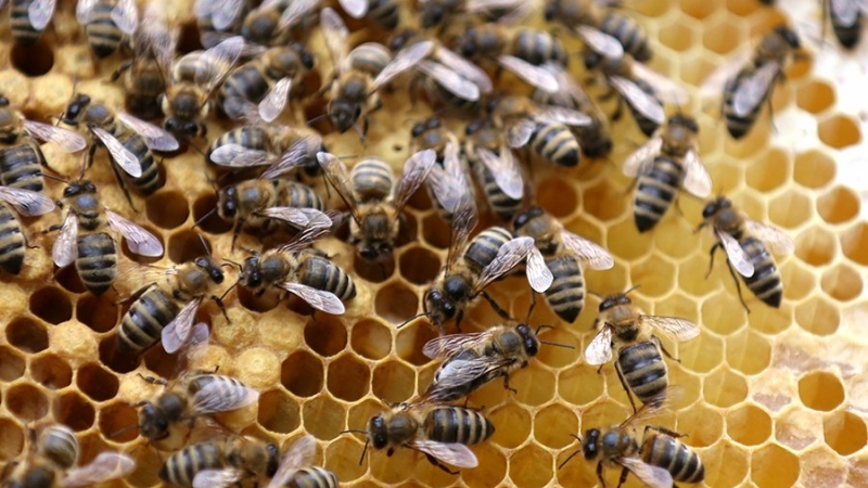 В Башкирии второй раз за неделю сообщили о массовом море пчел