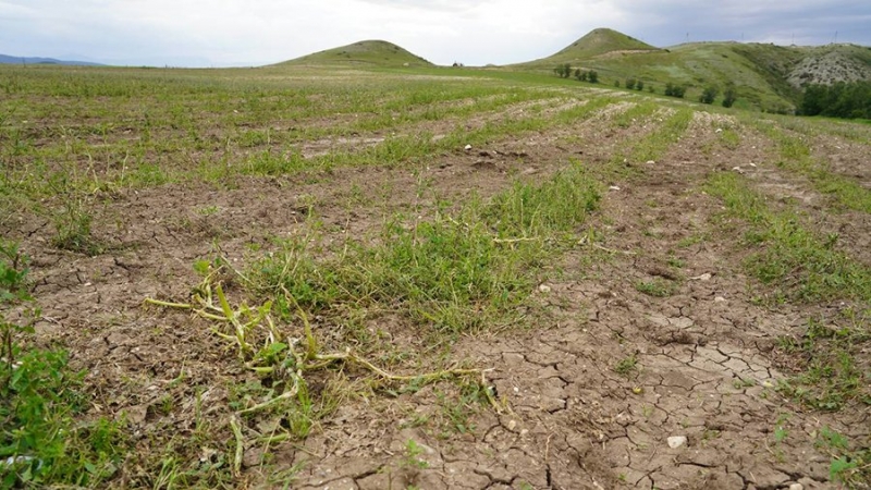 В Дагестане из-за сильного града пострадало более 1,7 тыс. га урожая зерновых