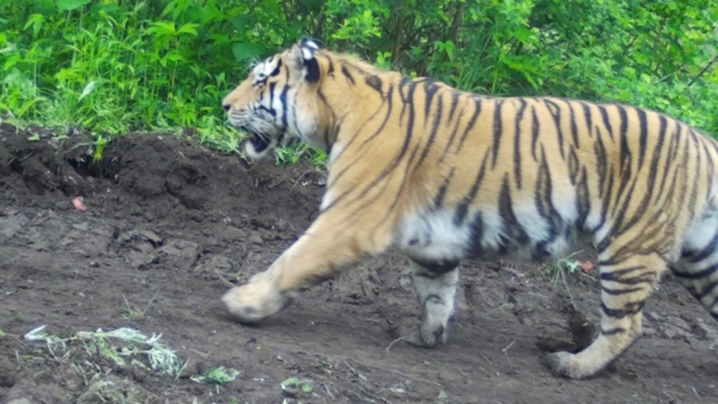 Первый этап фотомониторинга тигров завершили в Анюйском нацпарке
