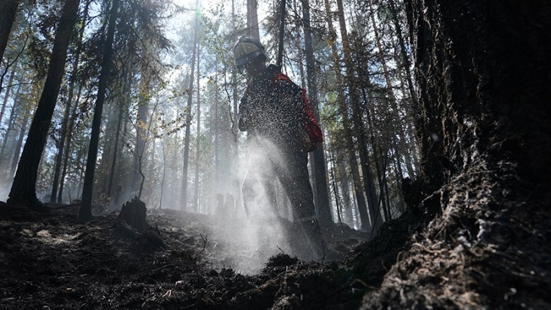 Запрет на посещение лесов продлили в Рязанской области