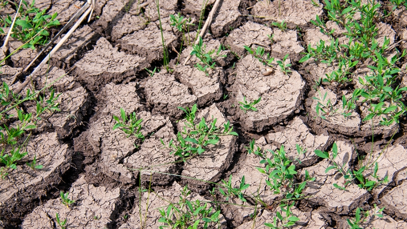 Засуха нанесла ущерб 133 тыс. га посевов в Удмуртии