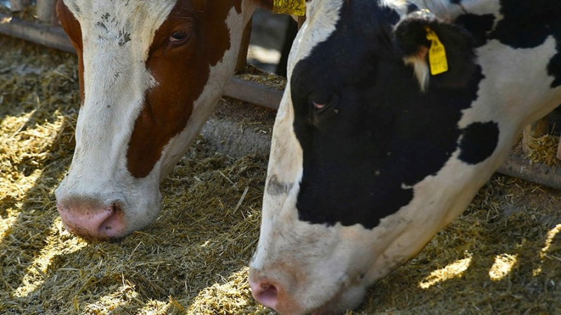 Засуха в Удмуртии создала проблемы при заготовке корма для скота