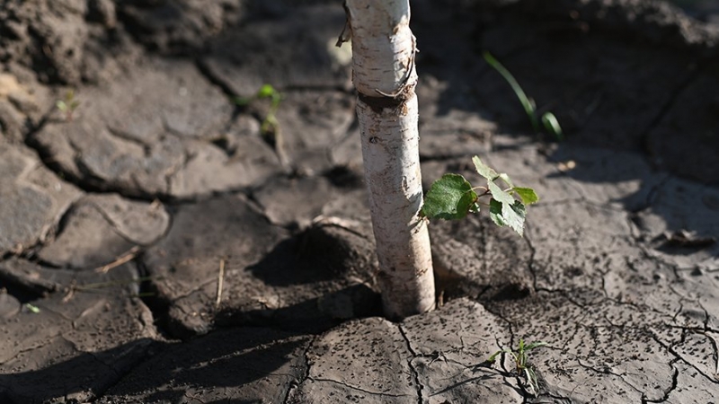 Удмуртия потеряла около 20% урожая из-за засухи
