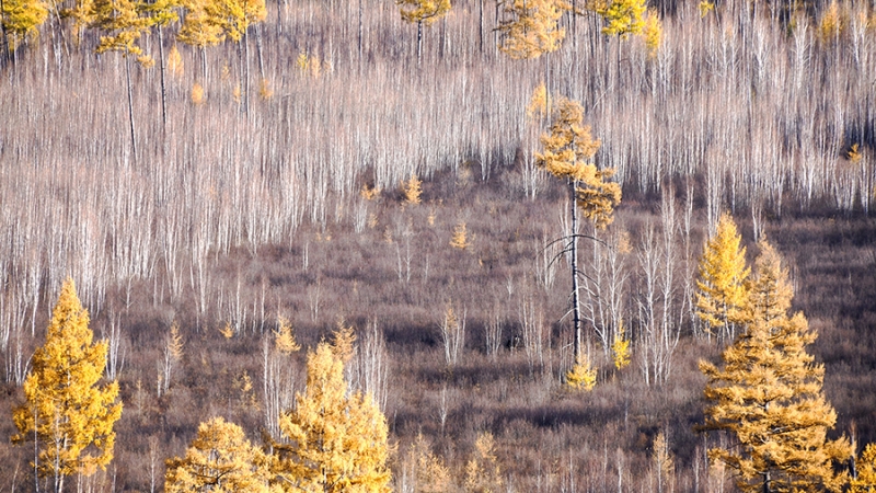 Более 1 млрд рублей направят на охрану лесов в Забайкалье в 2024 году