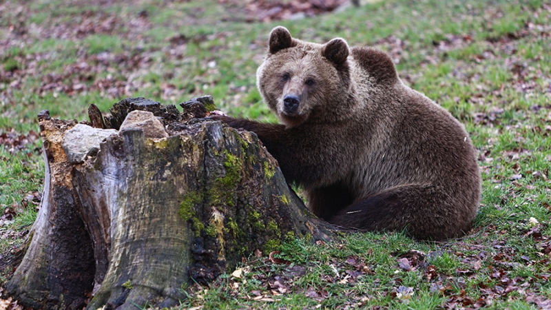 Уже двух медведей заметили на улицах Красноярска