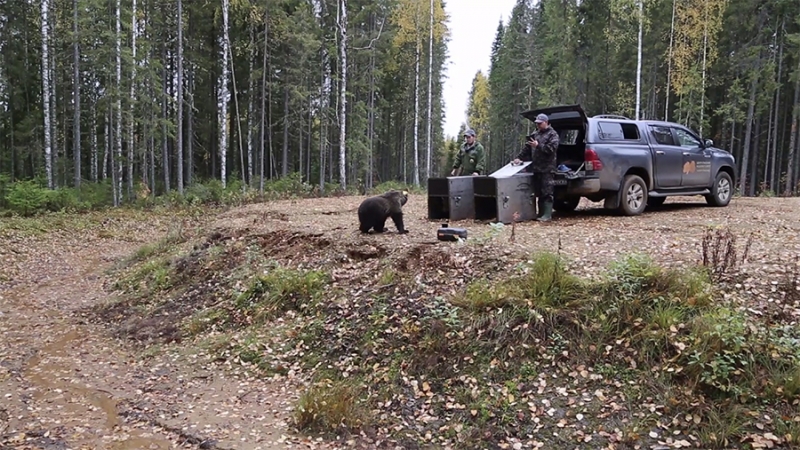 Спасенных тверскими ветеринарами медведей вернули в родные леса Коми