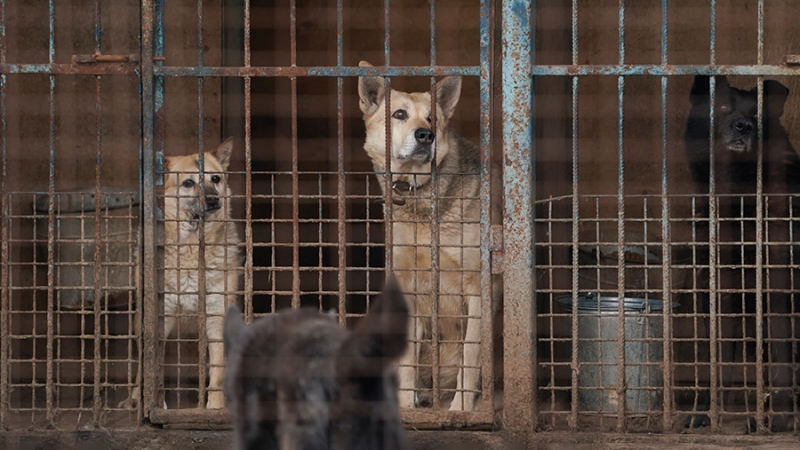 Власти Омска предложили горожанам стать опекунами бездомных собак