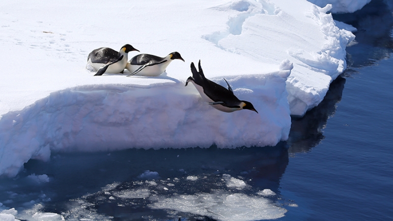 Глубинные воды у берегов Антарктиды потеплели на 0,2 градуса