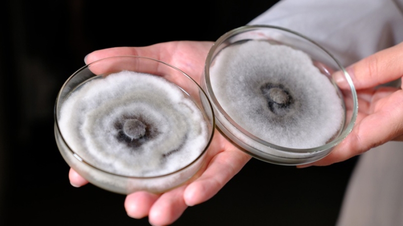 Опасный для сосен гриб из Африки добрался до Красноярска